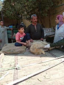 "بيطري الجيزة" تعالج 1040 طائرا و255 رأس حيوان خلال قافلة مجانية بأبو النمرس 32 - جريدة المساء