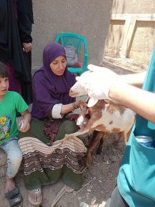 "بيطري الجيزة" تعالج 1040 طائرا و255 رأس حيوان خلال قافلة مجانية بأبو النمرس 30 - جريدة المساء