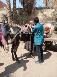 "بيطري الجيزة" تعالج 1040 طائرا و255 رأس حيوان خلال قافلة مجانية بأبو النمرس 26 - جريدة المساء