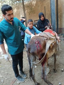 "بيطري الجيزة" تعالج 1040 طائرا و255 رأس حيوان خلال قافلة مجانية بأبو النمرس 24 - جريدة المساء