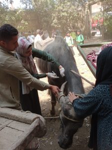 "بيطري الجيزة" تعالج 1040 طائرا و255 رأس حيوان خلال قافلة مجانية بأبو النمرس 22 - جريدة المساء