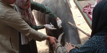 "بيطري الجيزة" تعالج 1040 طائرا و255 رأس حيوان خلال قافلة مجانية بأبو النمرس 2 - جريدة المساء "بيطري الجيزة" تعالج 1040 طائرا و255 رأس حيوان خلال قافلة مجانية بأبو النمرس 1 - جريدة المساء