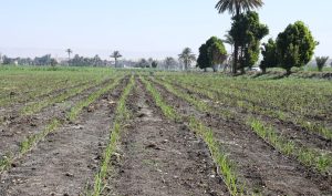 الجمهورية الجديدة.. بأساليب رى حديثة 22 - جريدة المساء الجمهورية الجديدة.. بأساليب رى حديثة 21 - جريدة المساء