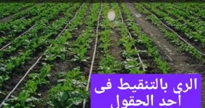 الجمهورية الجديدة.. بأساليب رى حديثة 32 - جريدة المساء الجمهورية الجديدة.. بأساليب رى حديثة 31 - جريدة المساء