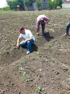 الجمهورية الجديدة.. بأساليب رى حديثة 52 - جريدة المساء الجمهورية الجديدة.. بأساليب رى حديثة 51 - جريدة المساء