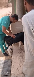 جامعة جنوب الوادي تنظم قافلة شاملة بقرية الأشراف الشرقية 26 - جريدة المساء