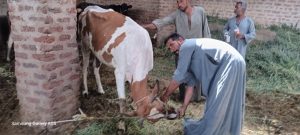 جامعة جنوب الوادي تنظم قافلة شاملة بقرية الأشراف الشرقية 36 - جريدة المساء