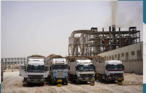 دعوة الرئيس بالتوسع فى زراعة البنجر.. تلقى قبول المزارعين 28 - جريدة المساء