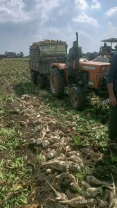 دعوة الرئيس بالتوسع فى زراعة البنجر.. تلقى قبول المزارعين 34 - جريدة المساء