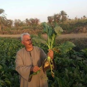 دعوة الرئيس بالتوسع فى زراعة البنجر.. تلقى قبول المزارعين 38 - جريدة المساء