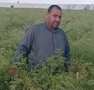 دعوة الرئيس بالتوسع فى زراعة البنجر.. تلقى قبول المزارعين 40 - جريدة المساء