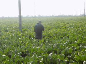 دعوة الرئيس بالتوسع فى زراعة البنجر.. تلقى قبول المزارعين 42 - جريدة المساء