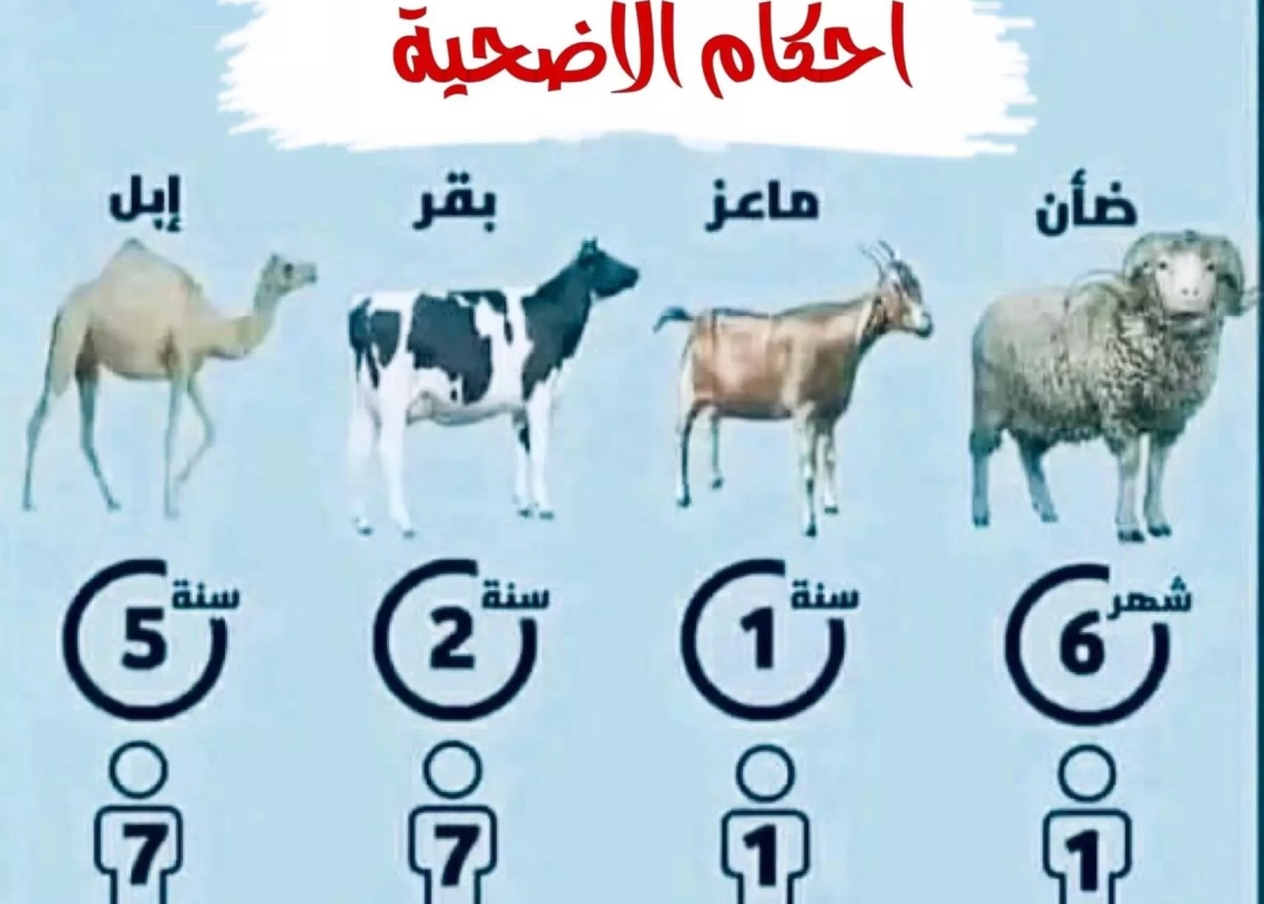 نصائح قبل اختيار الأضحية 19 - جريدة المساء