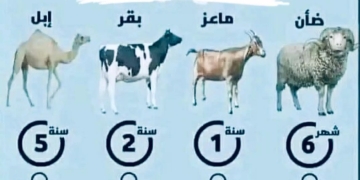 نصائح قبل اختيار الأضحية 1 - جريدة المساء