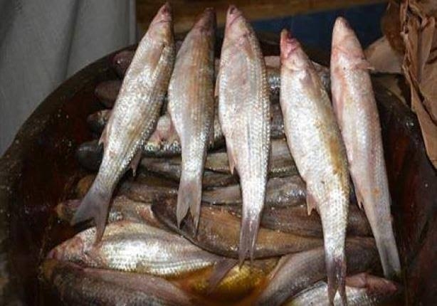 حملات تموينية مكثفة تزامنًا مع احتفالات شم النسيم في الإسكندرية 15 - جريدة المساء