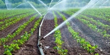 الجمهورية الجديدة.. بأساليب رى حديثة 2 - جريدة المساء الجمهورية الجديدة.. بأساليب رى حديثة 1 - جريدة المساء