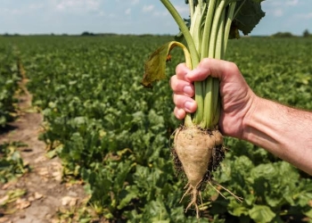 دعوة الرئيس بالتوسع فى زراعة البنجر.. تلقى قبول المزارعين 34 - جريدة المساء