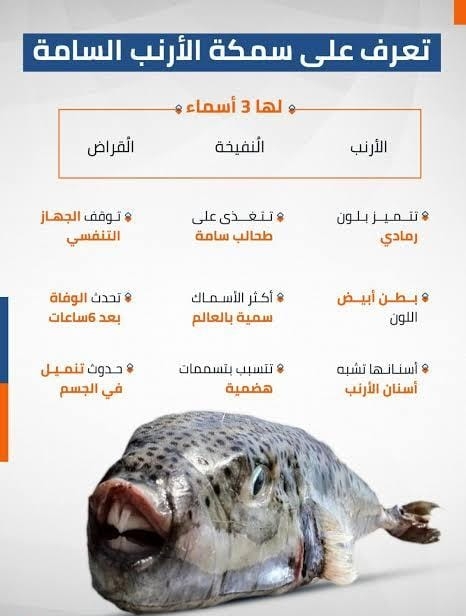 صحة سوهاج تحذر المواطنين بعدم شراء أو تناول سمكة الأرنب السامة 19 - جريدة المساء