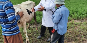 علاج 28 ألف و681 رأس ماشية وتحصين 30456 رأس ضد مرضي الحمى القلاعية و الوادى المتصدع في البحيرة 1 - جريدة المساء