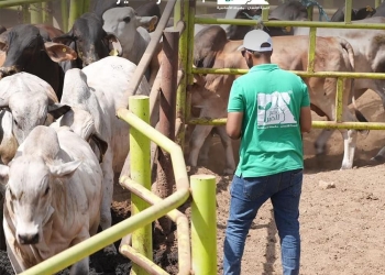 "مصر الخير" تتولى توزيع الأضاحي نيابة عن المتبرعين بمشاركة 1200 جمعية 15 - جريدة المساء