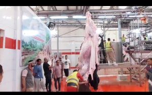 بالمجان.. ذبح 3067 أضحية للمواطنين والجمعيات بمجازر محافظة الجيزة خلال عيد الأضحى(صور) 25 - جريدة المساء