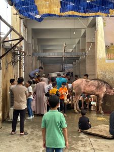 بالمجان.. ذبح 3067 أضحية للمواطنين والجمعيات بمجازر محافظة الجيزة خلال عيد الأضحى(صور) 21 - جريدة المساء