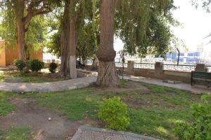 محافظ الدقهلية يكشف حقيقة قطع الأشجار بحديقة عروس النيل والحدائق العامة بالمنصورة 23 - جريدة المساء