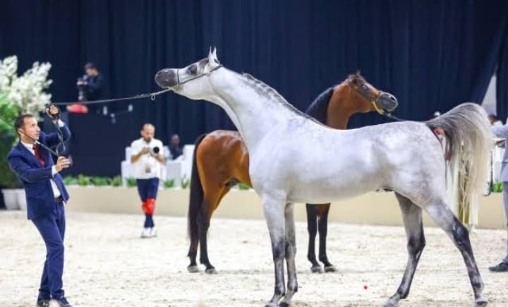 إنطلاق البطولة السادسة لكأس الإمارات العالمي لجمال الخيل العربية بالعلمين الجديدة 19 - جريدة المساء إنطلاق البطولة السادسة لكأس الإمارات العالمي لجمال الخيل العربية بالعلمين الجديدة 18 - جريدة المساء