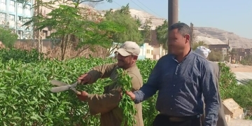 استمرار تشجير مسار رحلة العائلة المقدسة بأسيوط 1 - جريدة المساء