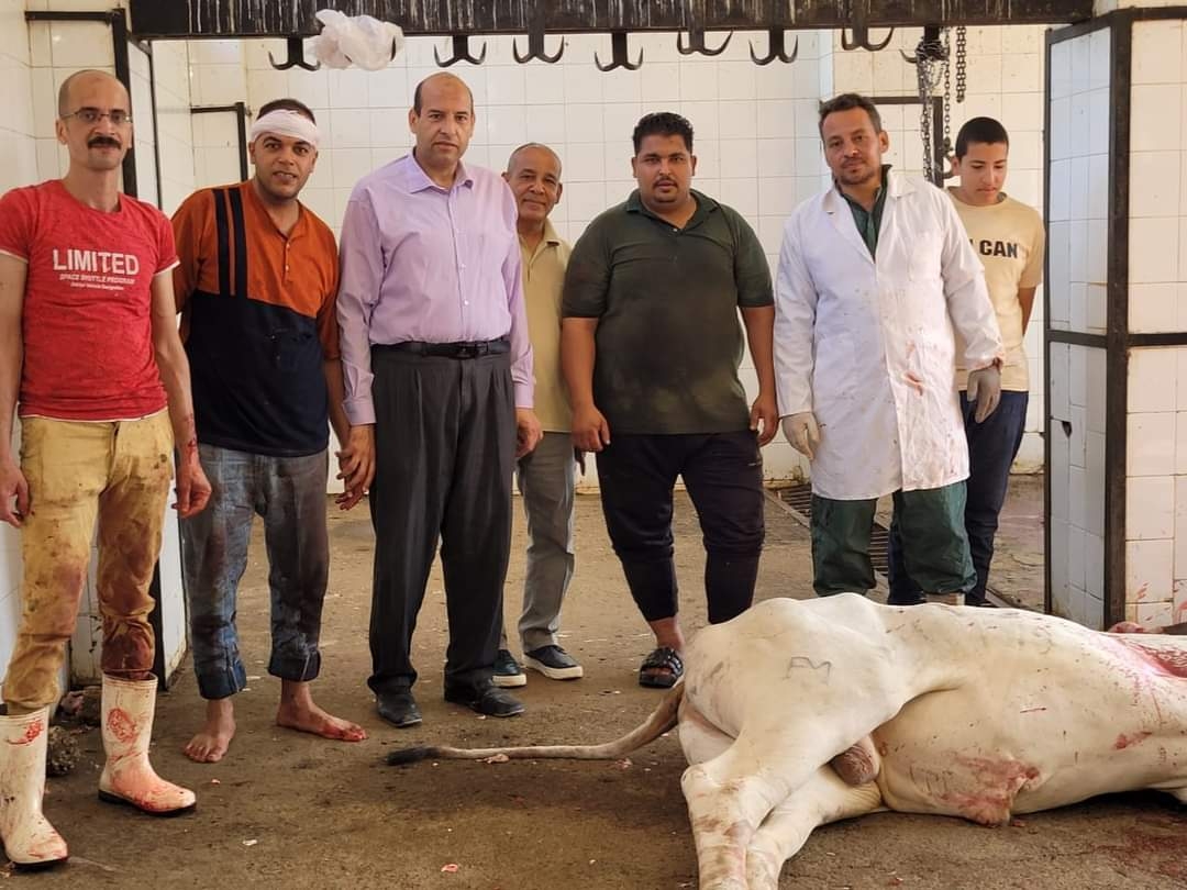 بيطري المنيا ينهي ذبح 2319 ذبيحة داخل المجازر الحكومية خلال عيد الاضحى المبارك 17 - جريدة المساء