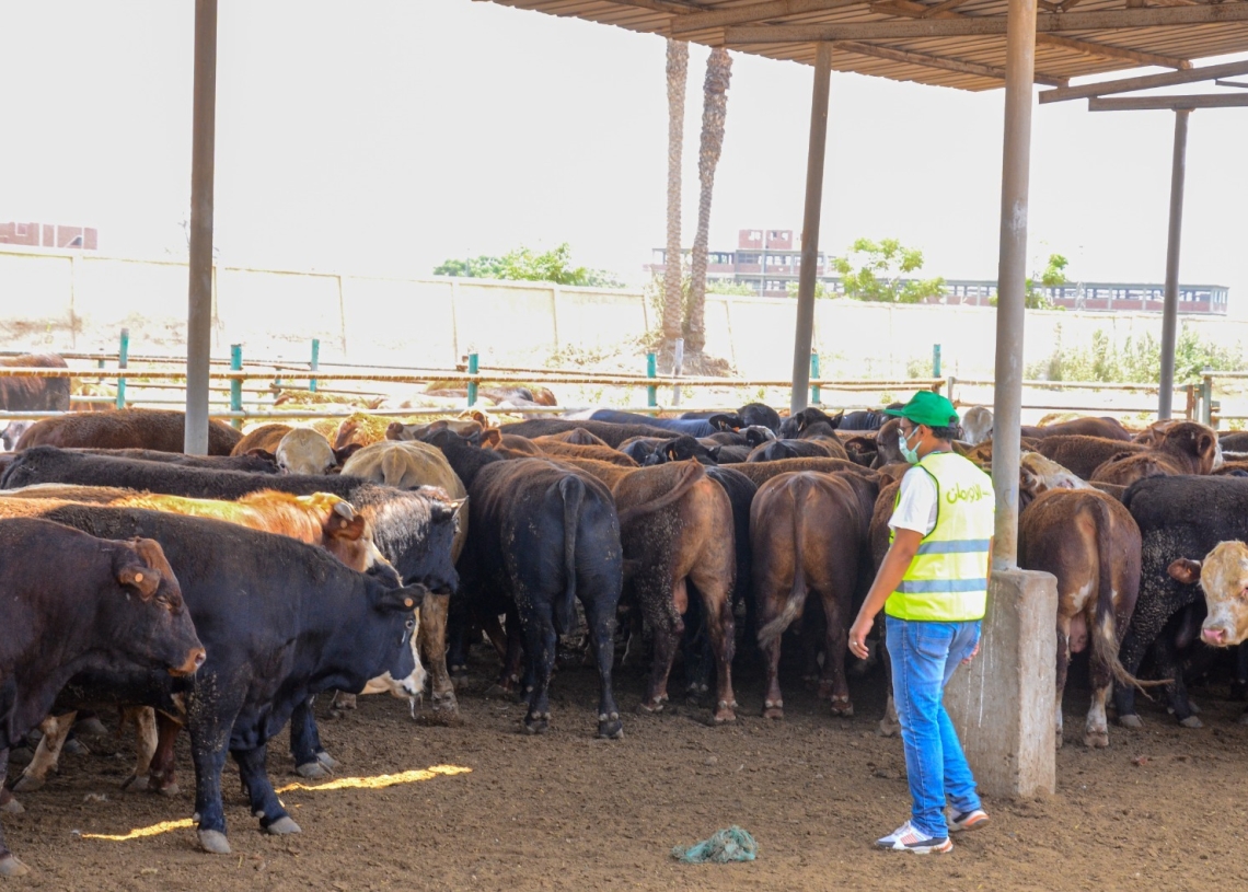 الاورمان : خطة متكاملة لتوزيع لحوم الاضاحي في اسوان 17 - جريدة المساء