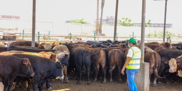 الاورمان : خطة متكاملة لتوزيع لحوم الاضاحي في اسوان 1 - جريدة المساء