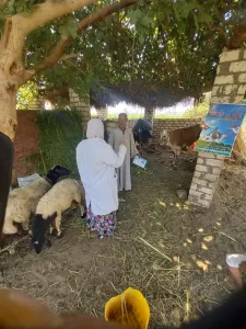 "بيطري الجيزة": تحصين 4650 رأس ماشية بقري الجيزة.. في أول يوم للحملة القومية ضد الحمي القلاعية والوادي المتصدع 38 - جريدة المساء