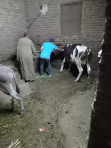 "بيطري الجيزة": تحصين 4650 رأس ماشية بقري الجيزة.. في أول يوم للحملة القومية ضد الحمي القلاعية والوادي المتصدع 36 - جريدة المساء