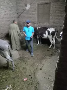 "بيطري الجيزة": تحصين 4650 رأس ماشية بقري الجيزة.. في أول يوم للحملة القومية ضد الحمي القلاعية والوادي المتصدع 34 - جريدة المساء