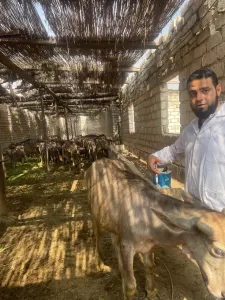 "بيطري الجيزة": تحصين 4650 رأس ماشية بقري الجيزة.. في أول يوم للحملة القومية ضد الحمي القلاعية والوادي المتصدع 32 - جريدة المساء