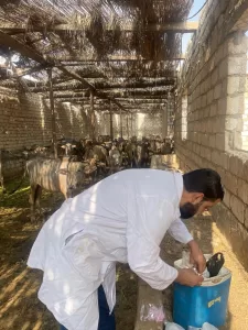 "بيطري الجيزة": تحصين 4650 رأس ماشية بقري الجيزة.. في أول يوم للحملة القومية ضد الحمي القلاعية والوادي المتصدع 28 - جريدة المساء