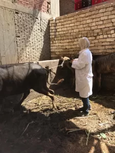 "بيطري الجيزة": تحصين 4650 رأس ماشية بقري الجيزة.. في أول يوم للحملة القومية ضد الحمي القلاعية والوادي المتصدع 26 - جريدة المساء