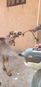 لحماية الثروة الحيوانية.. "بيطري الجيزة" تطلق 15 قافلة علاجية مجانية خلال 10 أيام ب"قري" المحافظة 29 - جريدة المساء