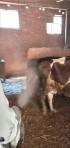 لحماية الثروة الحيوانية.. "بيطري الجيزة" تطلق 15 قافلة علاجية مجانية خلال 10 أيام ب"قري" المحافظة 27 - جريدة المساء