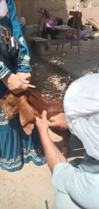 لحماية الثروة الحيوانية.. "بيطري الجيزة" تطلق 15 قافلة علاجية مجانية خلال 10 أيام ب"قري" المحافظة 25 - جريدة المساء