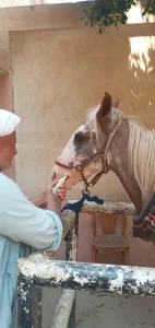 لحماية الثروة الحيوانية.. "بيطري الجيزة" تطلق 15 قافلة علاجية مجانية خلال 10 أيام ب"قري" المحافظة 23 - جريدة المساء