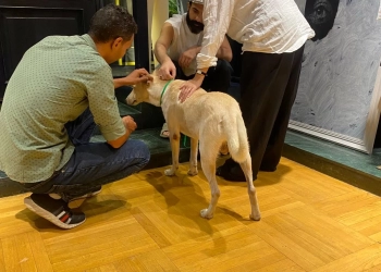 الصور الأولى ل "البحث عن منفذ لخروج السيد رامبو" قبل الصعود لسجادة مهرجان فينسيا 19 - جريدة المساء