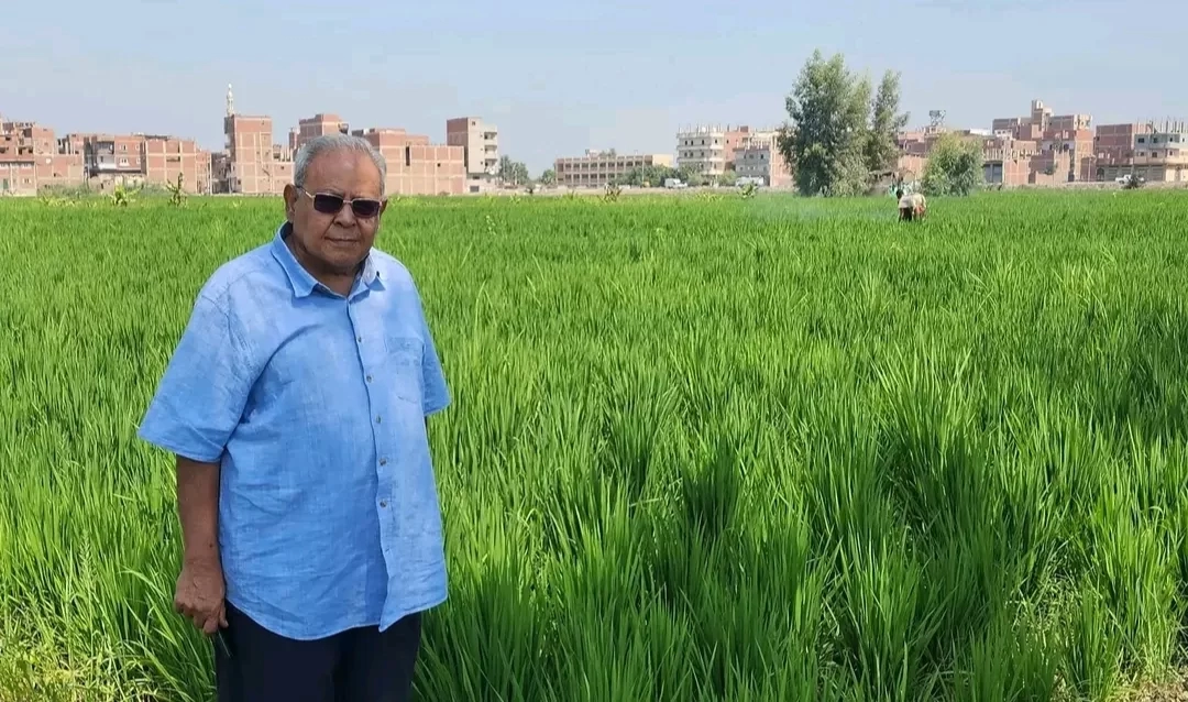 د.سعيد سليمان : عرابي 6 أحدث أصناف الجيل الجديد لأرز الجفاف 17 - جريدة المساء