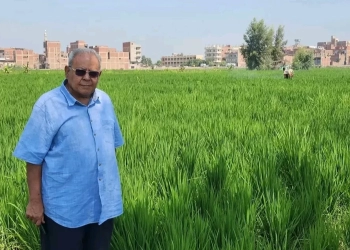 د.سعيد سليمان : عرابي 6 أحدث أصناف الجيل الجديد لأرز الجفاف 35 - جريدة المساء