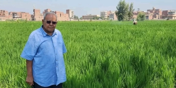 د.سعيد سليمان : عرابي 6 أحدث أصناف الجيل الجديد لأرز الجفاف 1 - جريدة المساء