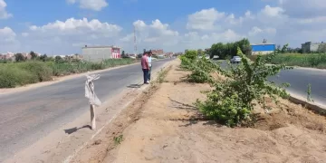 محافظ كفرالشيخ يتابع جهود زراعة الأشجار بعاصمة المحافظة 1 - جريدة المساء