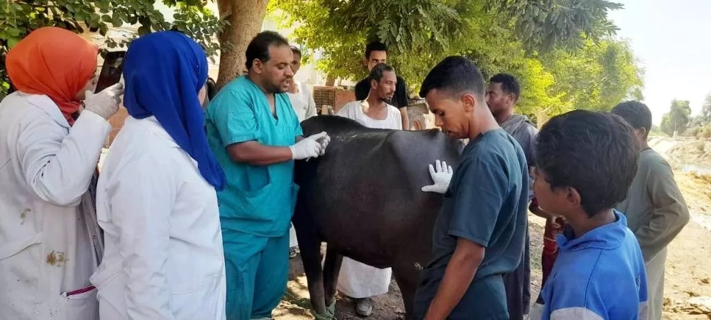 محافظ أسوان يتابع نتائج القوافل البيطرية ضمن الإحتفال بالعيد الـ ( 72 ) للفلاح المصرى للحفاظ على الثروة الحيوانية 19 - جريدة المساء