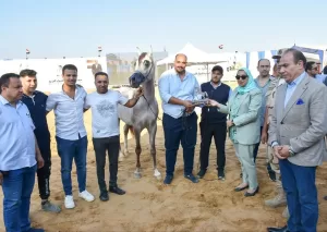 إستمرار فعاليات مهرجان الشرقية للخيول العربية وتوزيع مجسمات لأحصنة جامحة على الفائزين في مسابقة جمال الخيل 32 - جريدة المساء