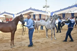 إستمرار فعاليات مهرجان الشرقية للخيول العربية وتوزيع مجسمات لأحصنة جامحة على الفائزين في مسابقة جمال الخيل 28 - جريدة المساء